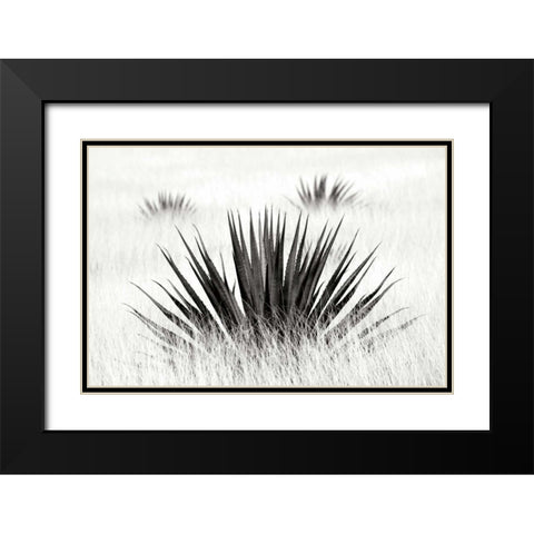 Agave BW I Black Modern Wood Framed Art Print with Double Matting by Taylor, Douglas