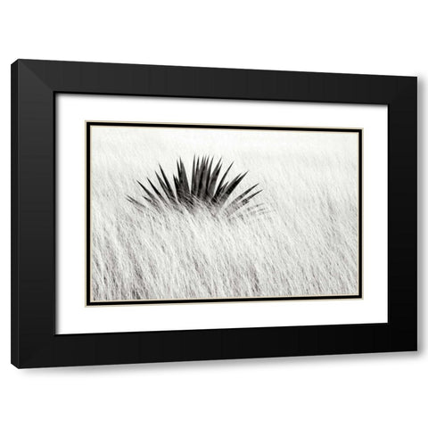 Agave BW II Black Modern Wood Framed Art Print with Double Matting by Taylor, Douglas