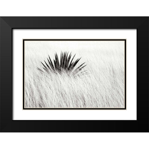 Agave BW II Black Modern Wood Framed Art Print with Double Matting by Taylor, Douglas