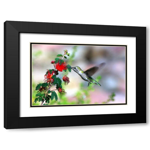 Hummingbird Black Modern Wood Framed Art Print with Double Matting by Taylor, Douglas