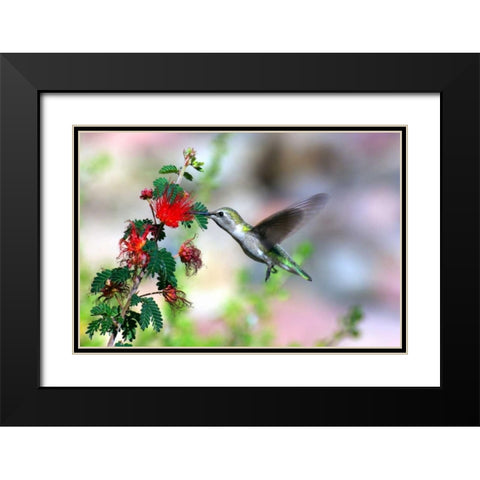 Hummingbird Black Modern Wood Framed Art Print with Double Matting by Taylor, Douglas