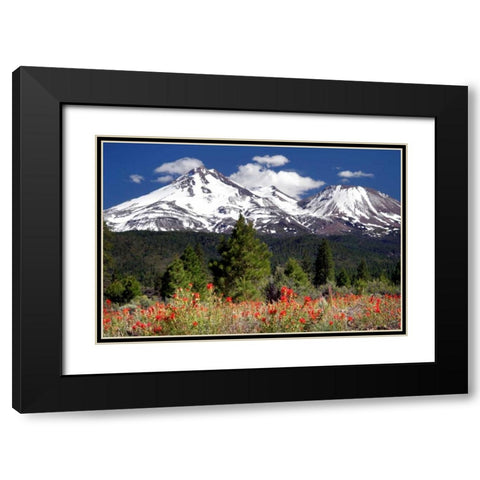 Indian Paintbrush Black Modern Wood Framed Art Print with Double Matting by Taylor, Douglas