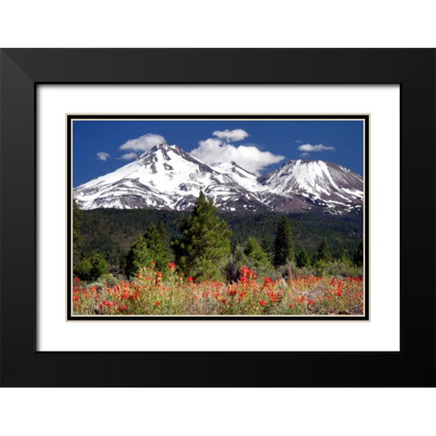 Indian Paintbrush Black Modern Wood Framed Art Print with Double Matting by Taylor, Douglas
