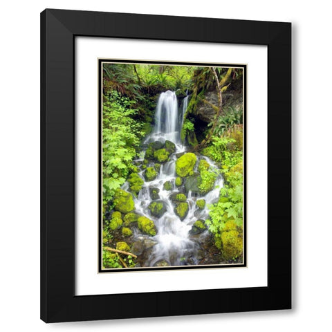 Rainforest Falls Black Modern Wood Framed Art Print with Double Matting by Taylor, Douglas