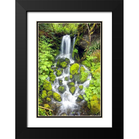 Rainforest Falls Black Modern Wood Framed Art Print with Double Matting by Taylor, Douglas