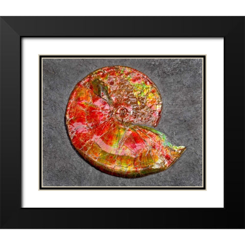 Ammonite in Matrix Black Modern Wood Framed Art Print with Double Matting by Taylor, Douglas