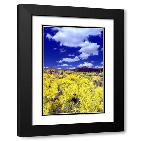 Palo Verde Bloom Black Modern Wood Framed Art Print with Double Matting by Taylor, Douglas
