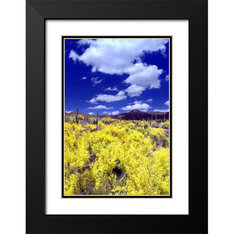 Palo Verde Bloom Black Modern Wood Framed Art Print with Double Matting by Taylor, Douglas