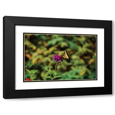 Garden Butterfly I Black Modern Wood Framed Art Print with Double Matting by Clayton-Thompson, Philip