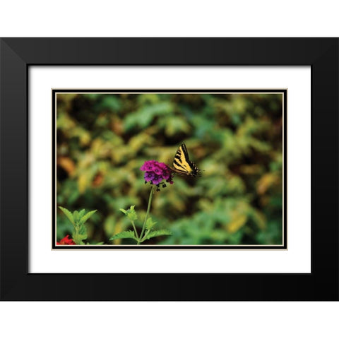 Garden Butterfly I Black Modern Wood Framed Art Print with Double Matting by Clayton-Thompson, Philip