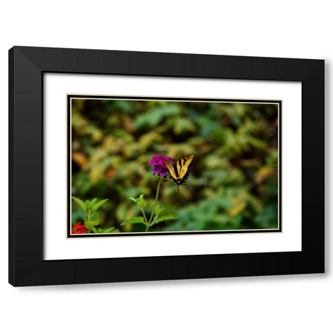 Garden Butterfly II Black Modern Wood Framed Art Print with Double Matting by Clayton-Thompson, Philip