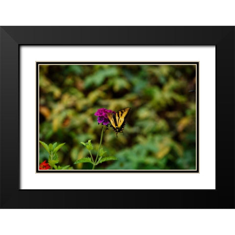 Garden Butterfly II Black Modern Wood Framed Art Print with Double Matting by Clayton-Thompson, Philip