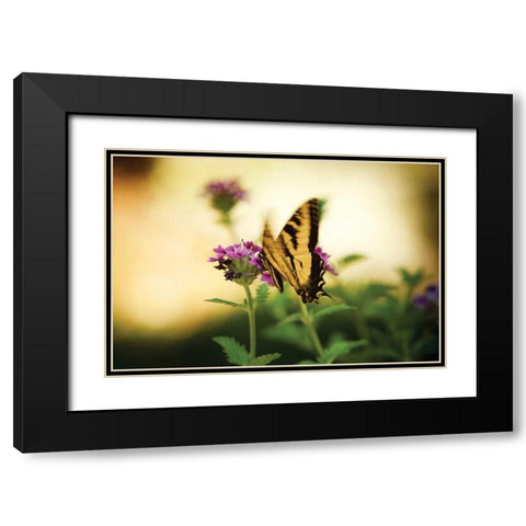 Garden Butterfly III Black Modern Wood Framed Art Print with Double Matting by Clayton-Thompson, Philip