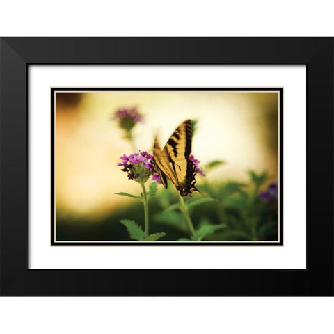 Garden Butterfly III Black Modern Wood Framed Art Print with Double Matting by Clayton-Thompson, Philip