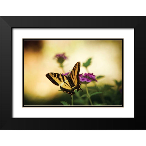 Garden Butterfly IV Black Modern Wood Framed Art Print with Double Matting by Clayton-Thompson, Philip
