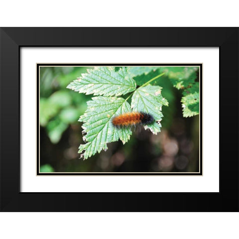 Caterpillar on Leaf II Black Modern Wood Framed Art Print with Double Matting by Thomas, Logan
