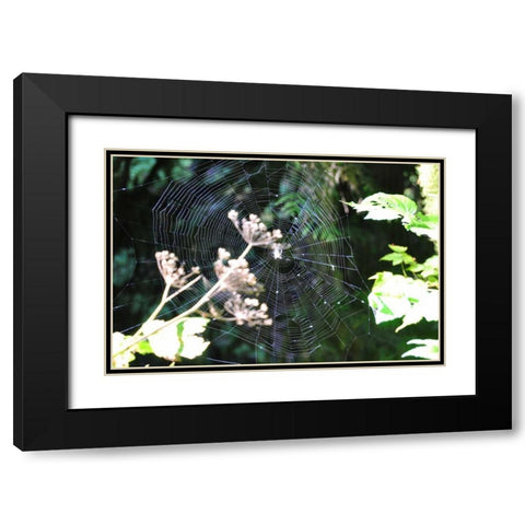 Spiderweb I Black Modern Wood Framed Art Print with Double Matting by Thomas, Logan