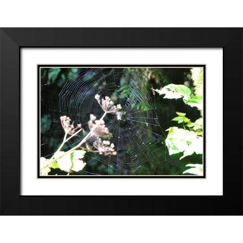 Spiderweb I Black Modern Wood Framed Art Print with Double Matting by Thomas, Logan