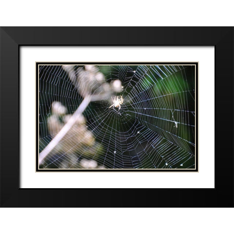 Spiderweb II Black Modern Wood Framed Art Print with Double Matting by Thomas, Logan