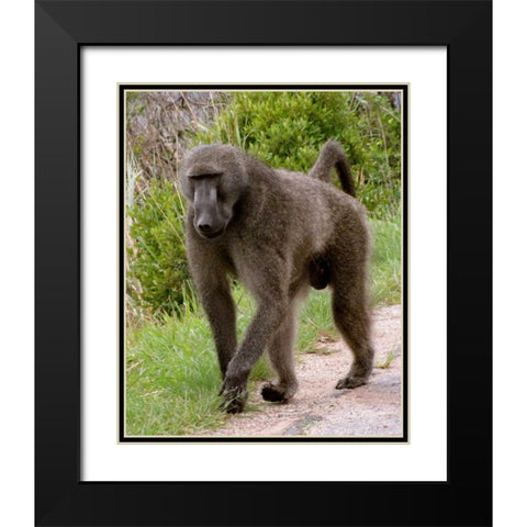 Baboon II Black Modern Wood Framed Art Print with Double Matting by Underdahl, Dana