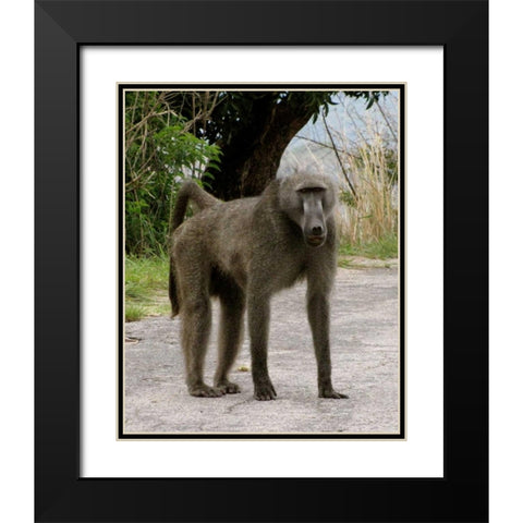 Baboon IV Black Modern Wood Framed Art Print with Double Matting by Underdahl, Dana