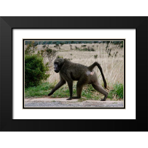 Baboon V Black Modern Wood Framed Art Print with Double Matting by Underdahl, Dana