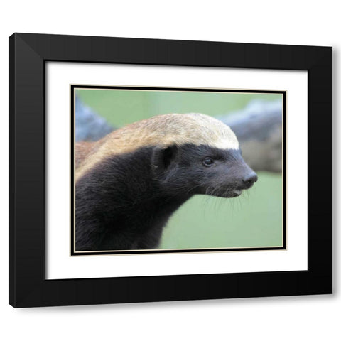 Badger I Black Modern Wood Framed Art Print with Double Matting by Underdahl, Dana
