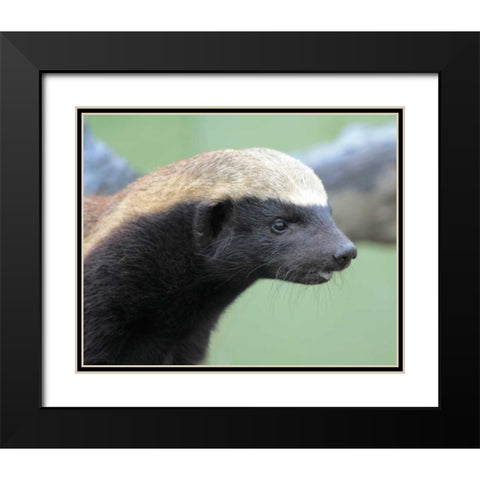 Badger I Black Modern Wood Framed Art Print with Double Matting by Underdahl, Dana