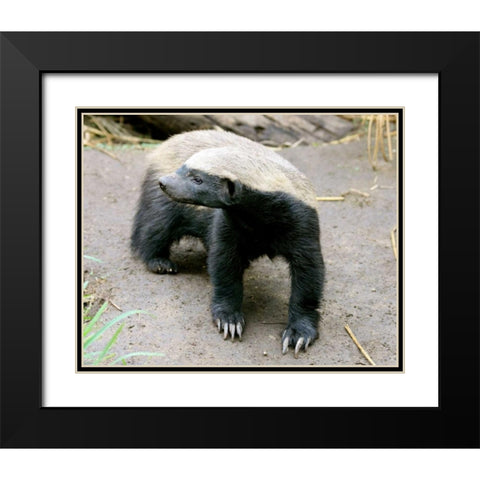 Badger II Black Modern Wood Framed Art Print with Double Matting by Underdahl, Dana