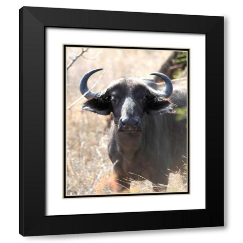 Cape Buffalo I Black Modern Wood Framed Art Print with Double Matting by Underdahl, Dana