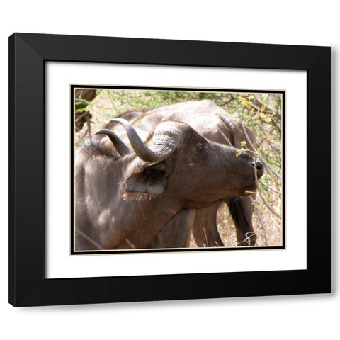 Cape Buffalo IV Black Modern Wood Framed Art Print with Double Matting by Underdahl, Dana