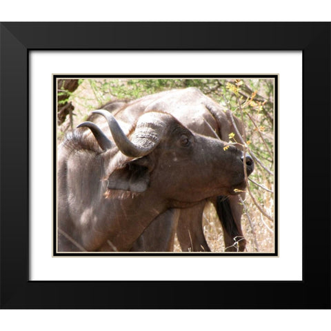 Cape Buffalo IV Black Modern Wood Framed Art Print with Double Matting by Underdahl, Dana