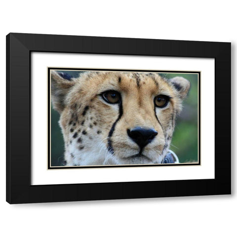 Cheetah I Black Modern Wood Framed Art Print with Double Matting by Underdahl, Dana