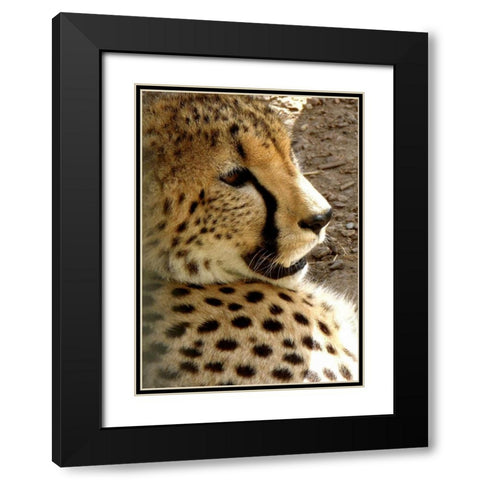 Cheetah Portrait I Black Modern Wood Framed Art Print with Double Matting by Underdahl, Dana