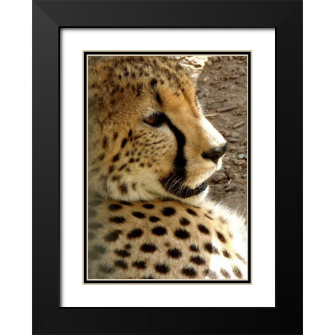 Cheetah Portrait I Black Modern Wood Framed Art Print with Double Matting by Underdahl, Dana