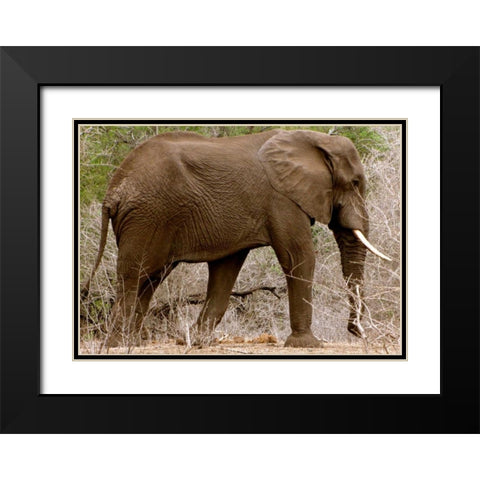 Elephant I Black Modern Wood Framed Art Print with Double Matting by Underdahl, Dana