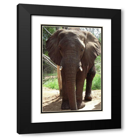 Safari Elephant II Black Modern Wood Framed Art Print with Double Matting by Underdahl, Dana