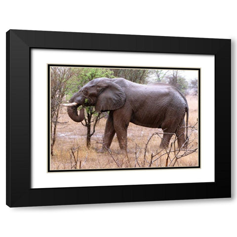 African Elephant I Black Modern Wood Framed Art Print with Double Matting by Underdahl, Dana