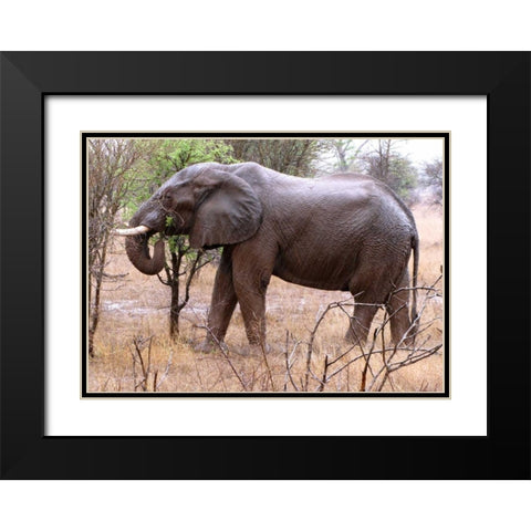 African Elephant I Black Modern Wood Framed Art Print with Double Matting by Underdahl, Dana