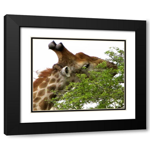 Giraffe I Black Modern Wood Framed Art Print with Double Matting by Underdahl, Dana