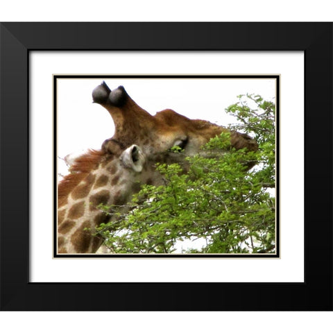 Giraffe I Black Modern Wood Framed Art Print with Double Matting by Underdahl, Dana