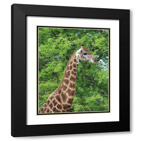 Giraffe II Black Modern Wood Framed Art Print with Double Matting by Underdahl, Dana