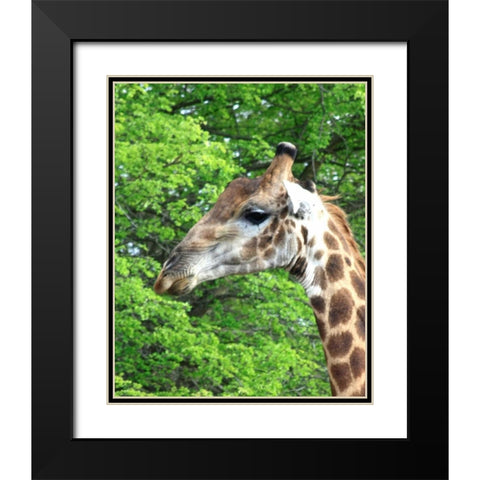 Giraffe III Black Modern Wood Framed Art Print with Double Matting by Underdahl, Dana