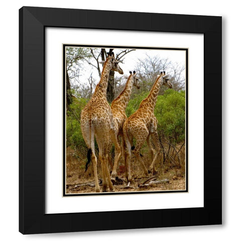 Giraffe Walk II Black Modern Wood Framed Art Print with Double Matting by Underdahl, Dana