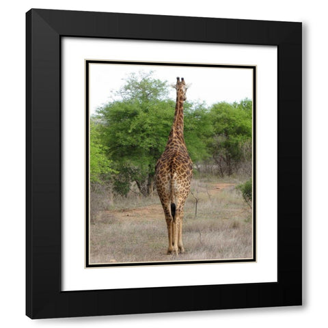 Giraffe Walk IV Black Modern Wood Framed Art Print with Double Matting by Underdahl, Dana