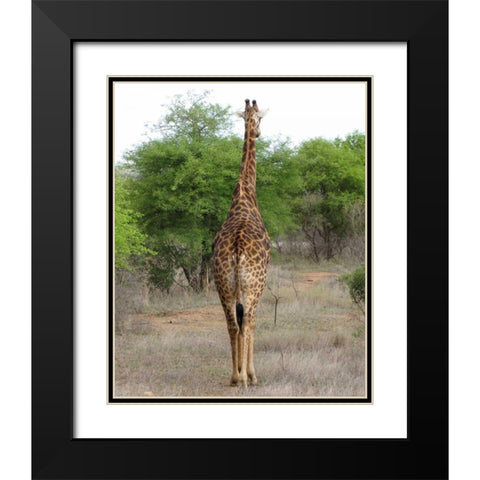 Giraffe Walk IV Black Modern Wood Framed Art Print with Double Matting by Underdahl, Dana