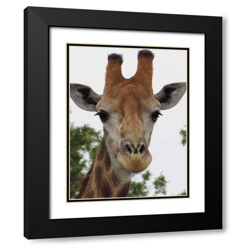 Giraffe Portrait III Black Modern Wood Framed Art Print with Double Matting by Underdahl, Dana