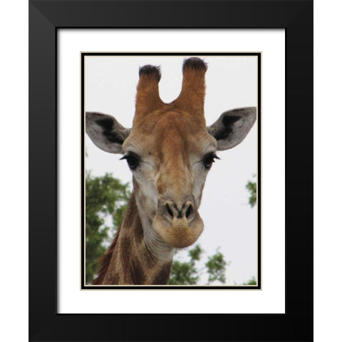 Giraffe Portrait III Black Modern Wood Framed Art Print with Double Matting by Underdahl, Dana