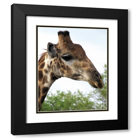 Giraffe Portrait IV Black Modern Wood Framed Art Print with Double Matting by Underdahl, Dana