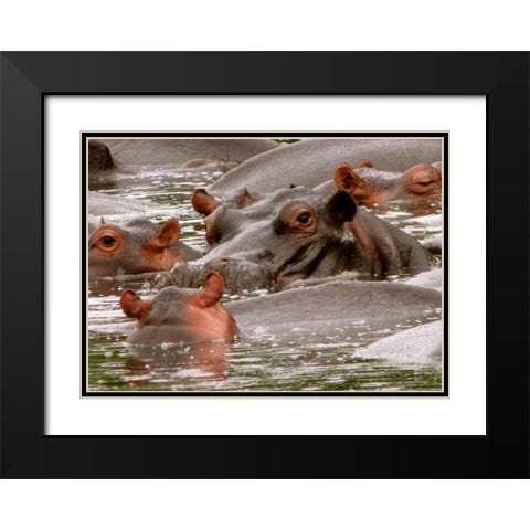 Hippo II Black Modern Wood Framed Art Print with Double Matting by Underdahl, Dana